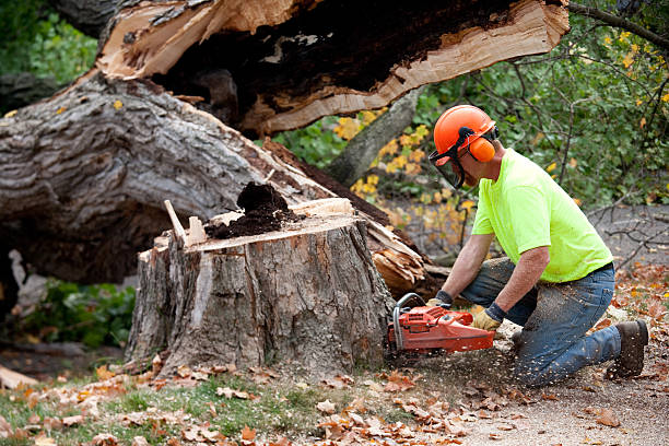 How Our Tree Care Process Works  in  Boca Raton, FL